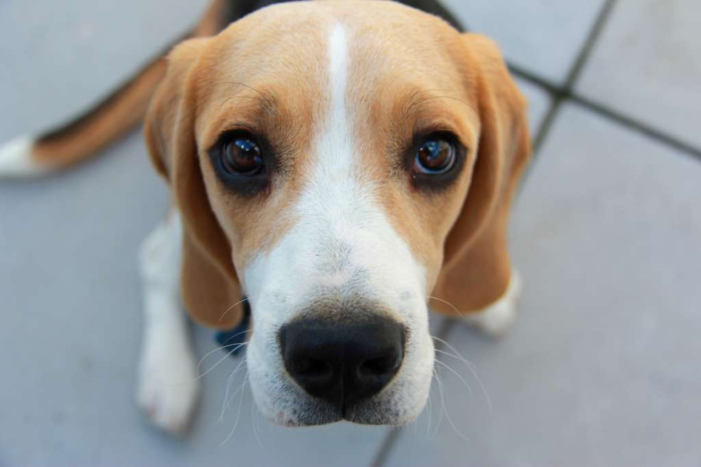 beagle looking at the camera