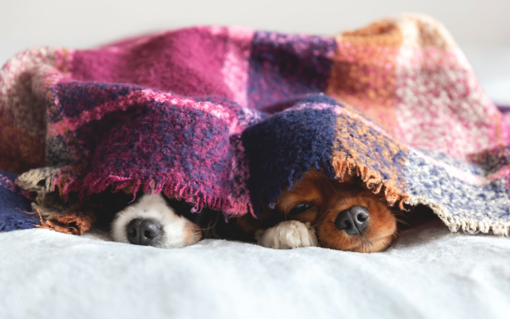 two puppies under a blanket