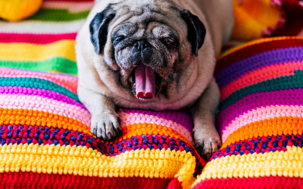 yawning pug on rainbow pillow