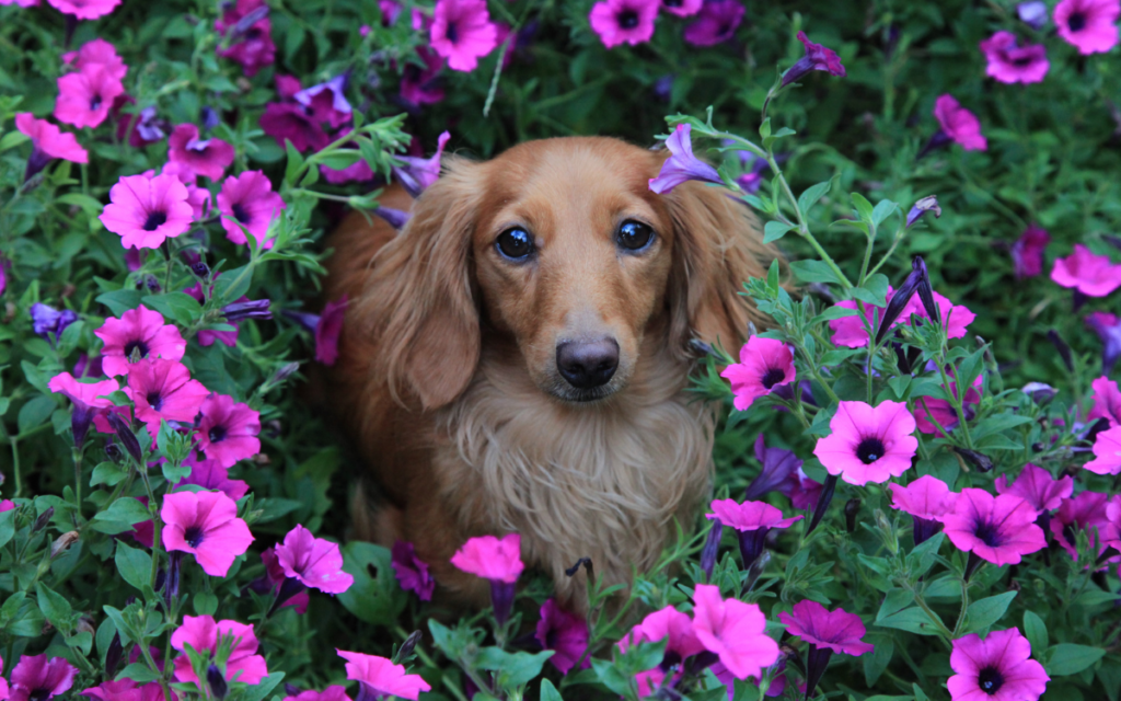 dachshund in a flower patch