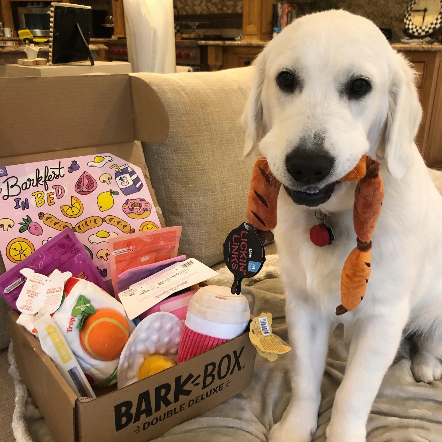 Is BarkBox Worth It? What Comes Inside, Pricing, & More BARK Post