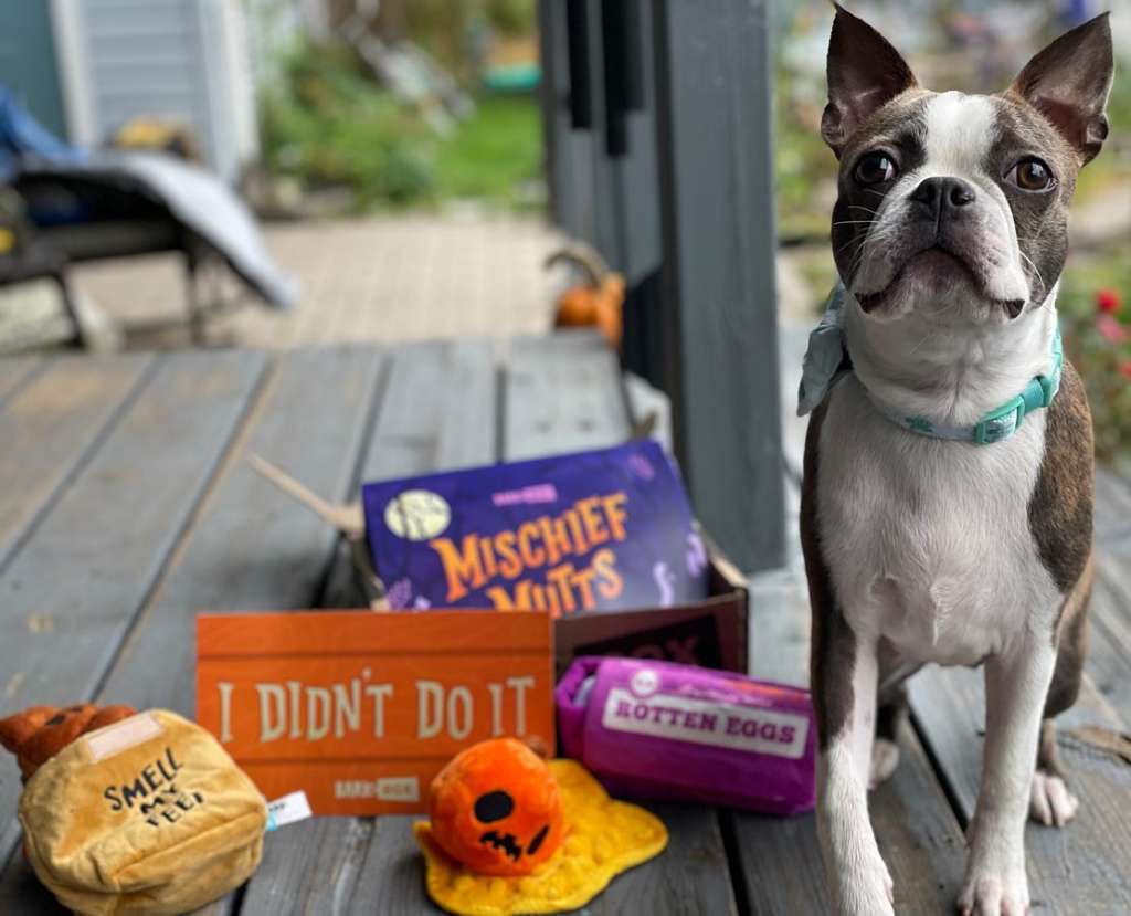 a boston terrier with a halloween themed barkbox
