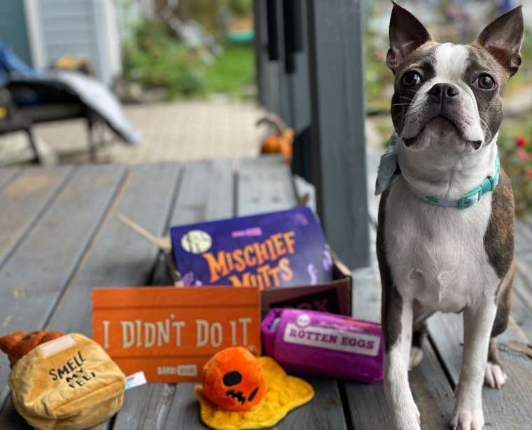 Is BarkBox Worth It? What Comes Inside, Pricing, & More BARK Post
