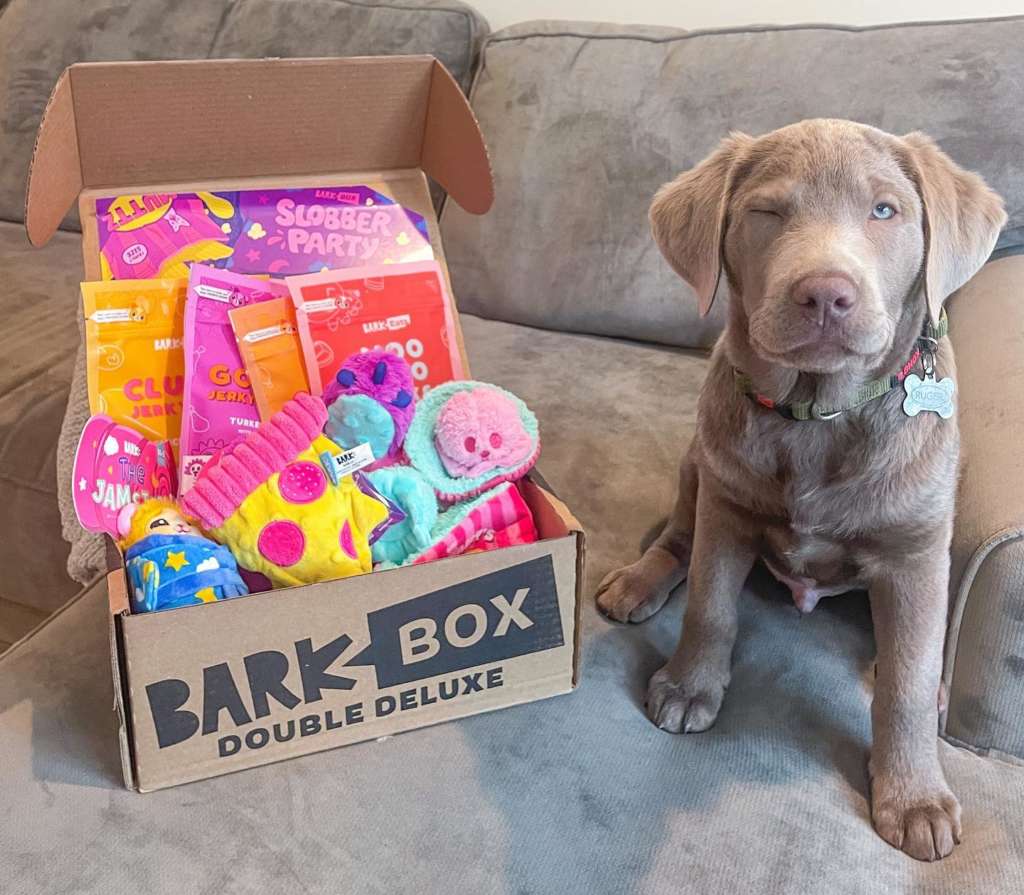 a chocolate lab with a double deluxe barkbox
