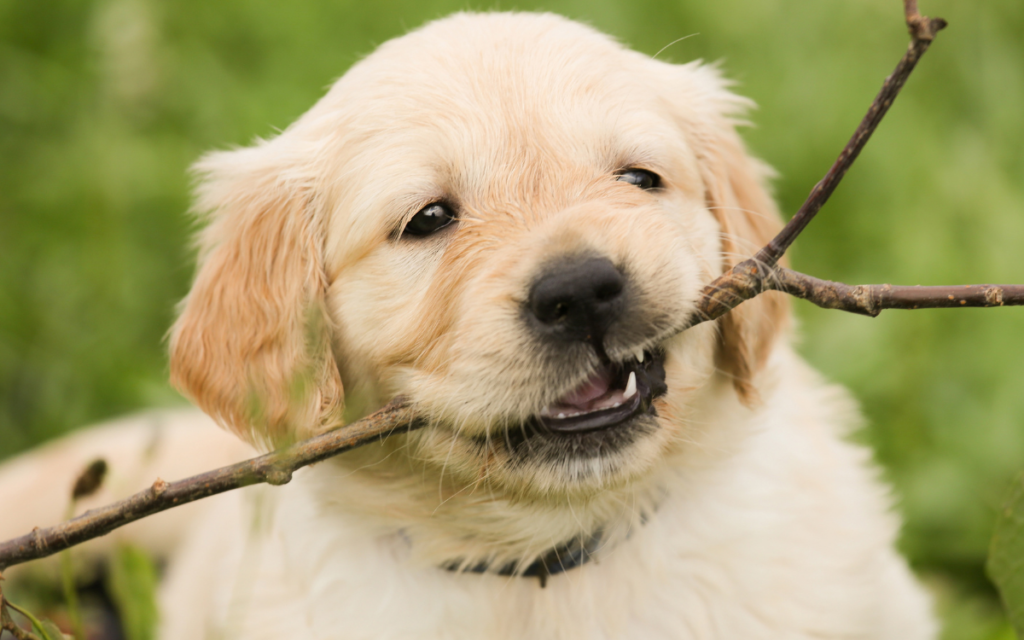 golden puppy chewing on a stick