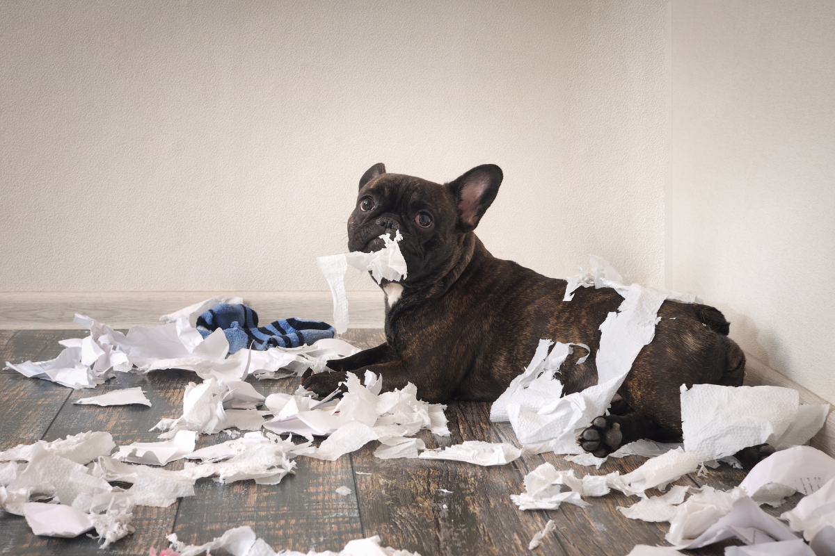 My Dog Ate A Tampon—What Do I Do? - BARK Post