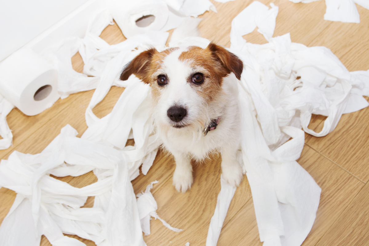 My Dog Ate A Tampon—What Do I Do? - BARK Post