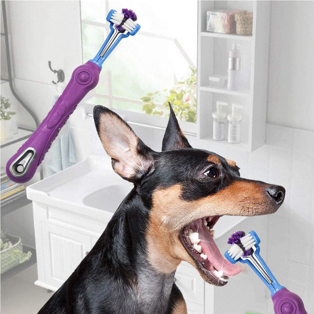 A dog having its teeth brushed by a 3 sided toothbrush