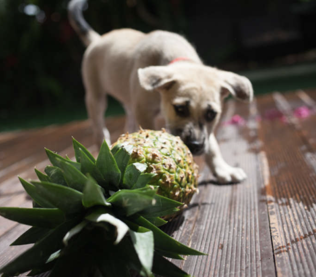 dog attempting to eat an unpeeled pineapple