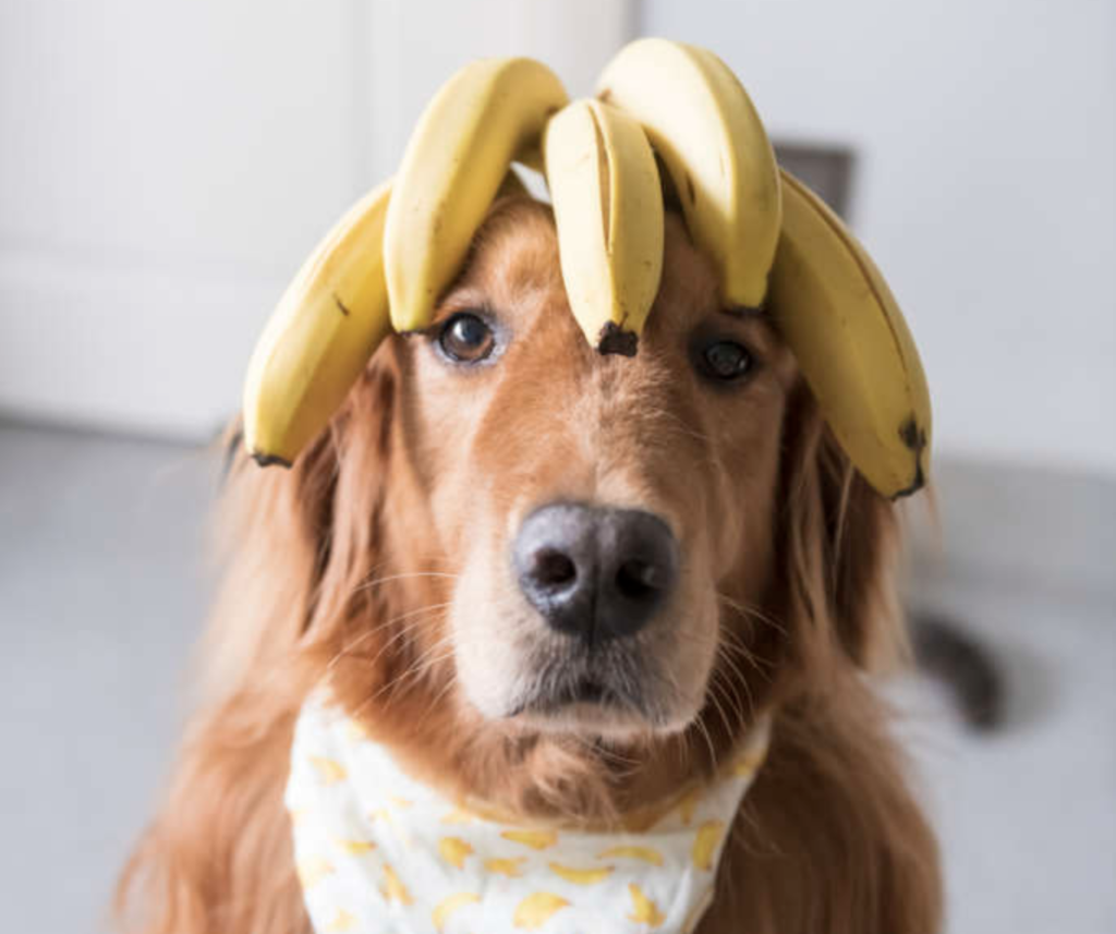 dog with a bunch of bananas on its head