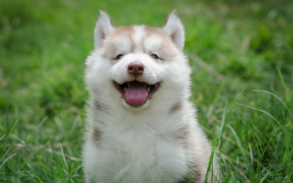 a smiling husky pup
