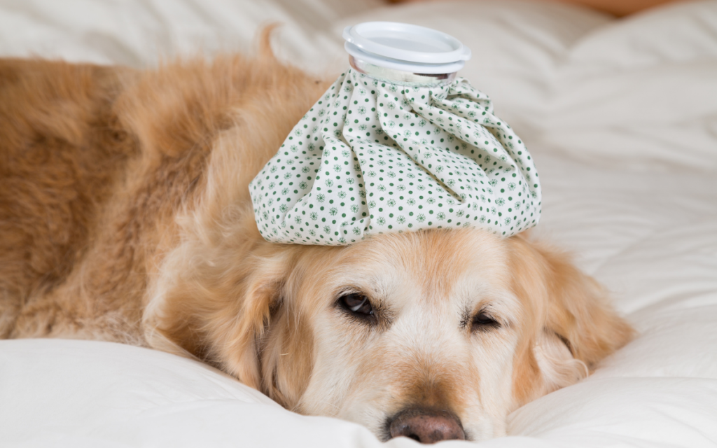 golden retriever with a hot water pack on its head