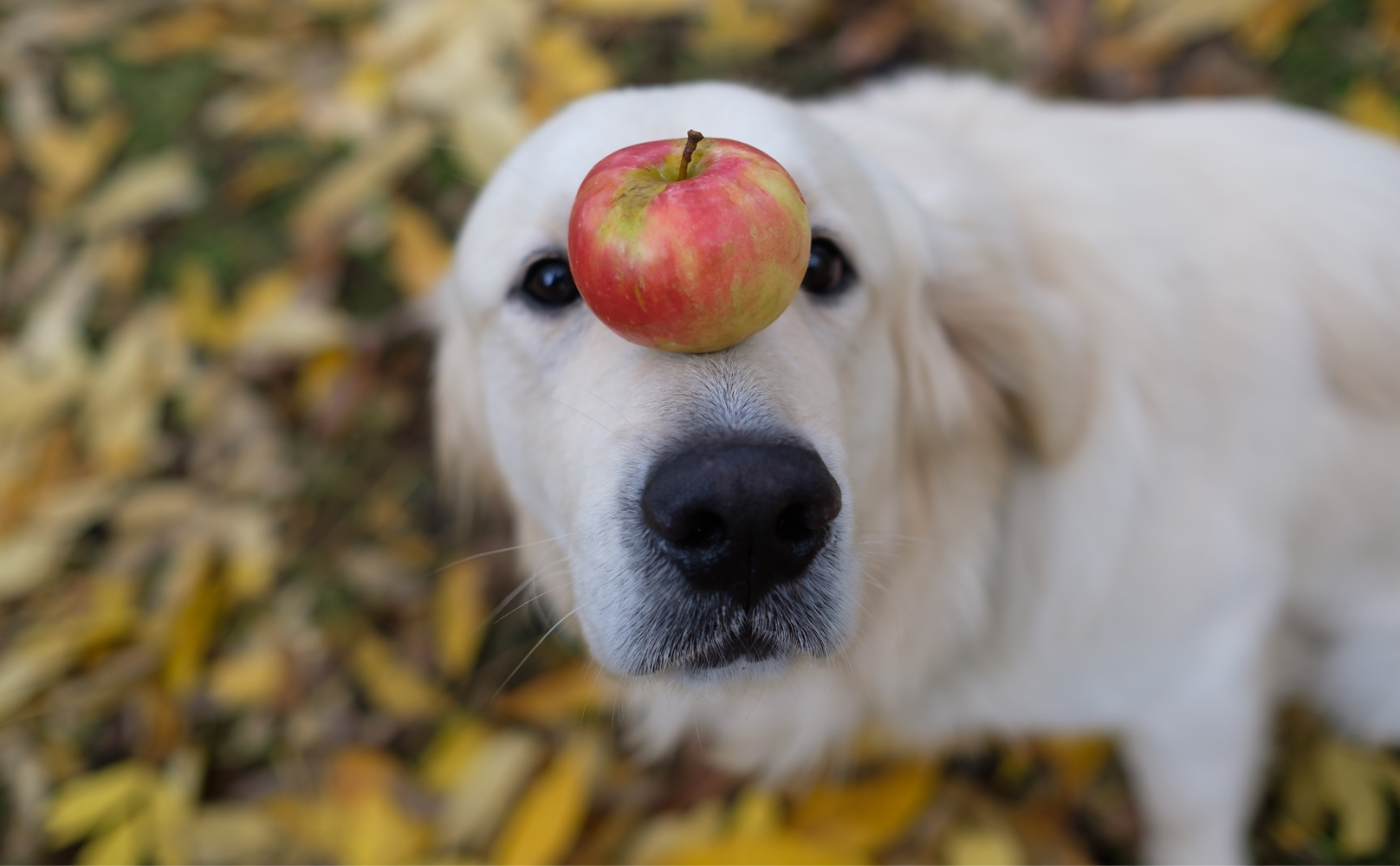 Можно щенка яблоко. Собака с яблоком. Собачье яблоки. Картина собака с яблоком. Собака с яблоком на голове.