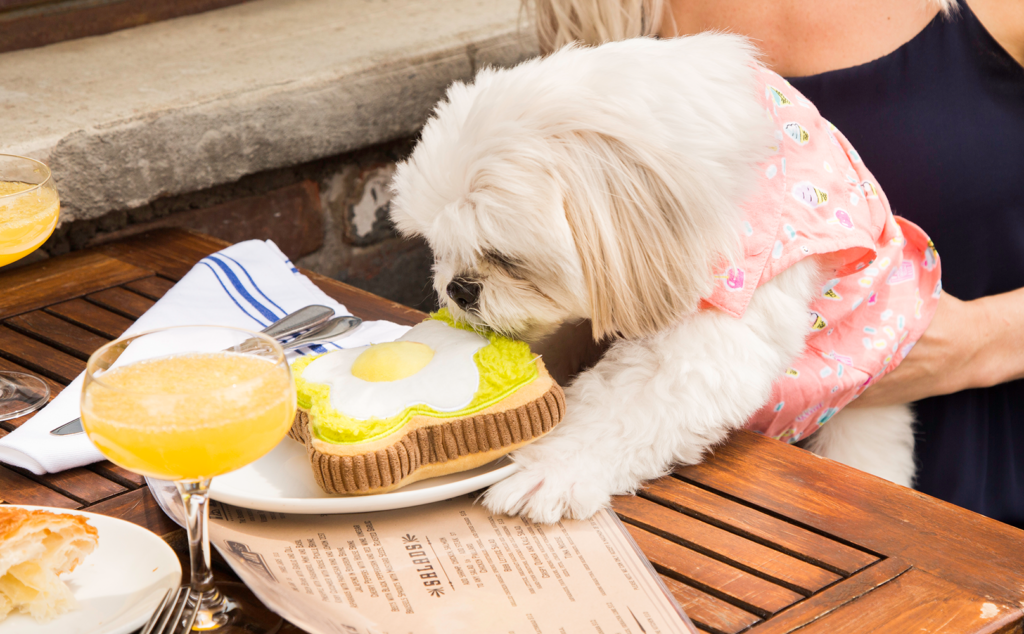 can dogs drink passion fruit juice