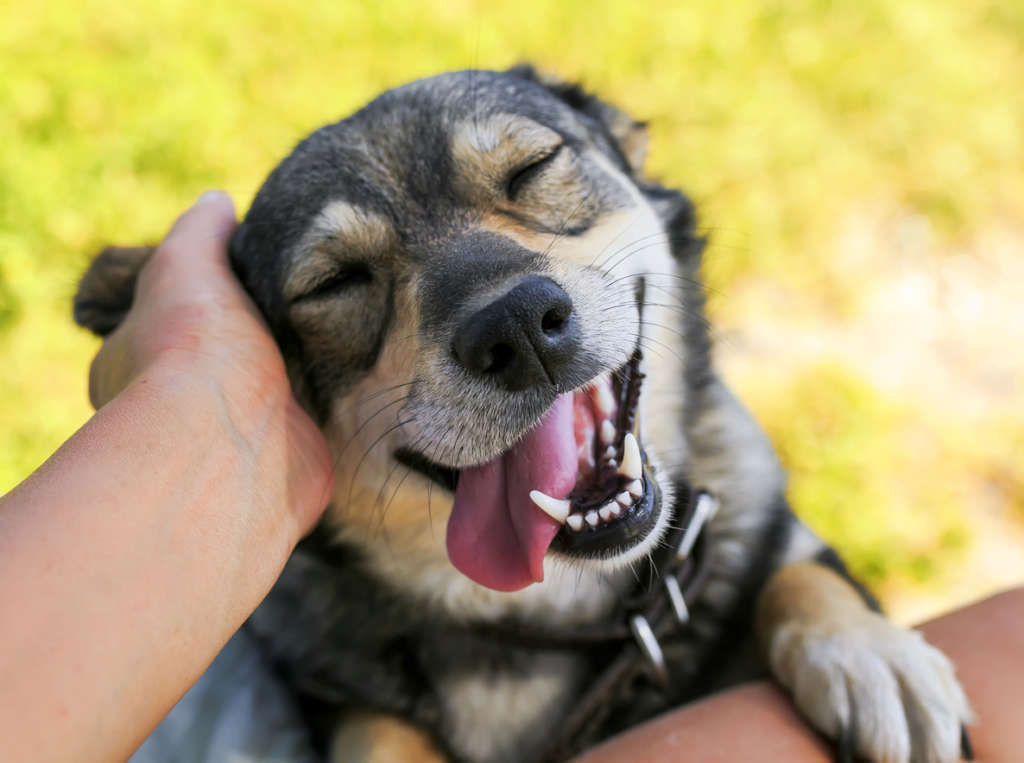 dog happily receiving pets