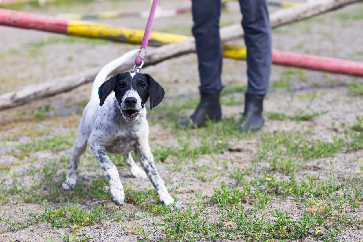 What Is Leash Reactivity In Dogs? How to Train it Away BARK Post