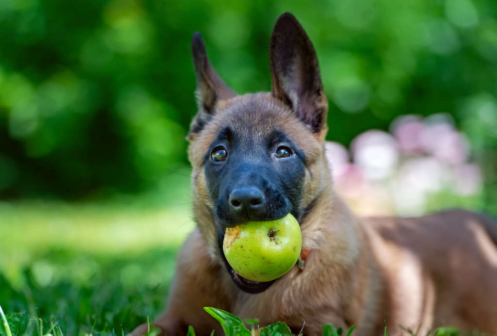 dog with a green apple in its mouth