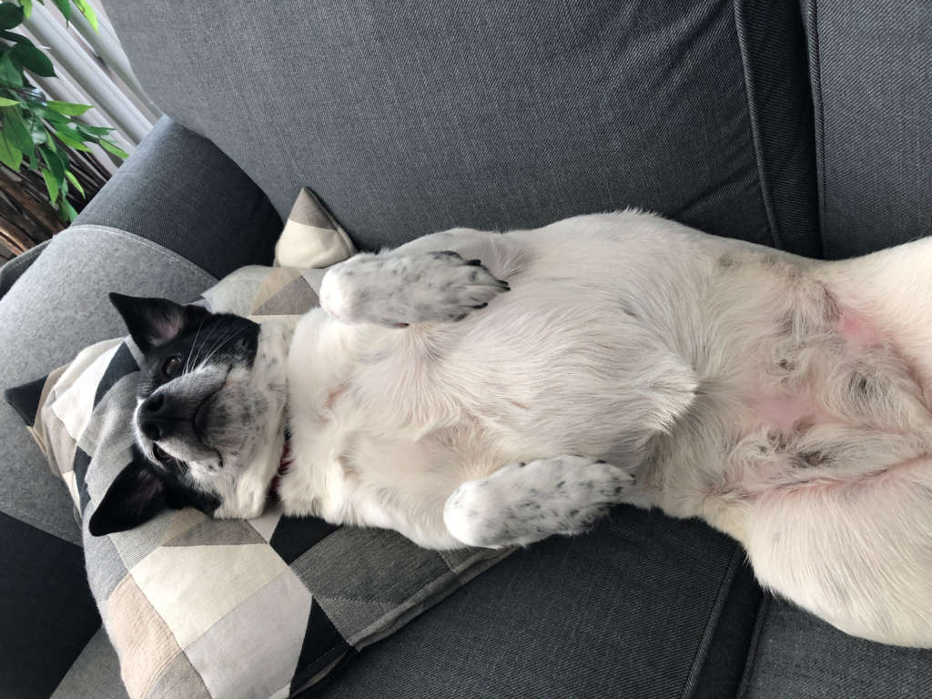 dog laying on its back on a couch