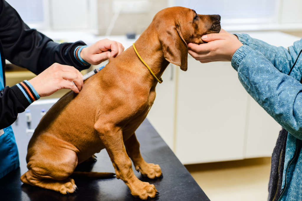 dog being vaccinated at the vet