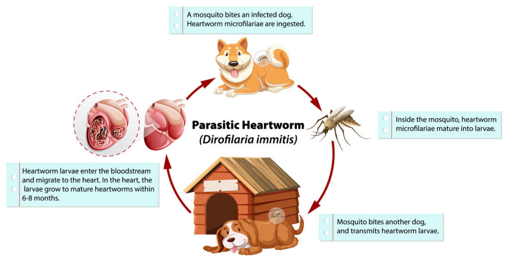 diagram of heartworm lifecycle