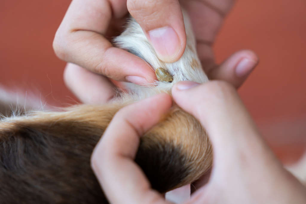 a tick embedded on a dog
