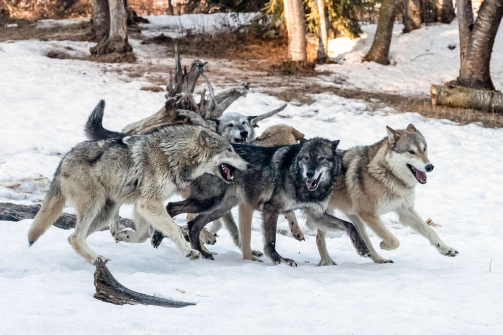 a pack of wolves running