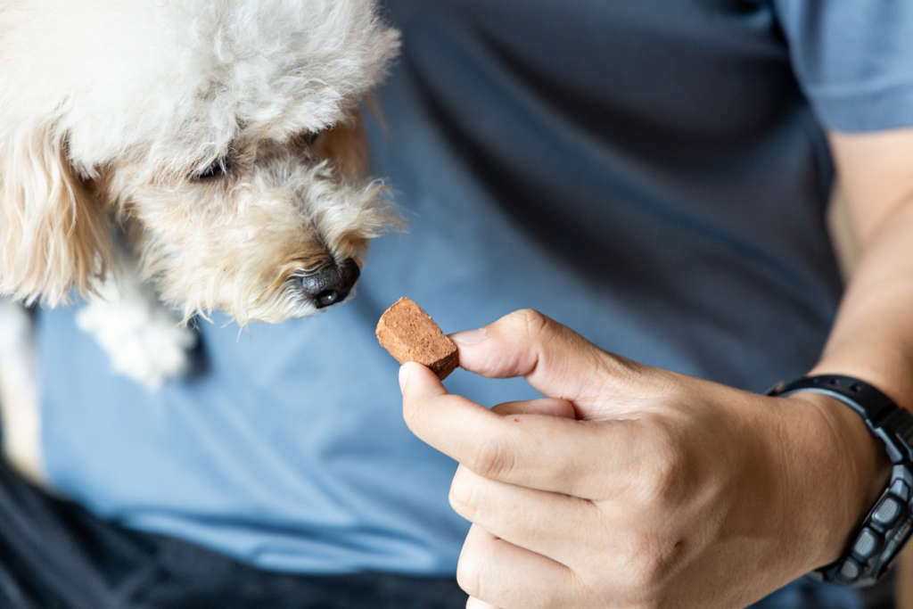 dog taking medicine in the form of a chew