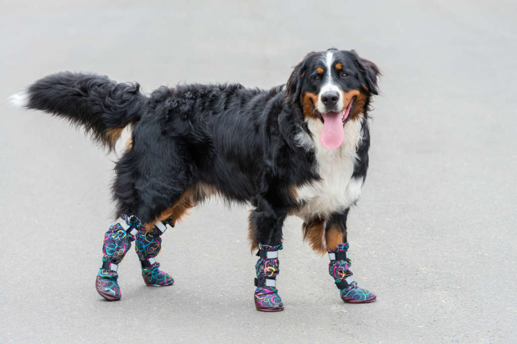bernese mountain dog is a set of colorful boots