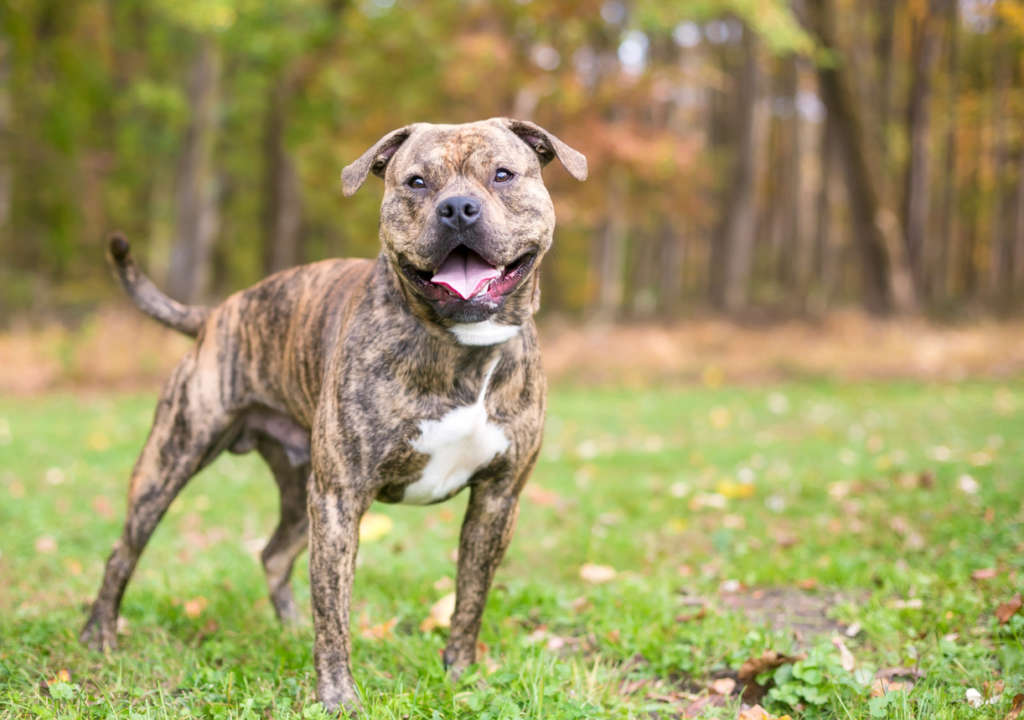 Most common best sale pitbull mixes