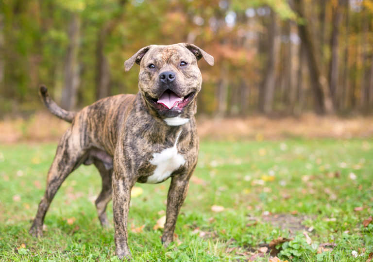 Pit Bull Breed Information Guide: Photos, Traits, & Care - BARK Post