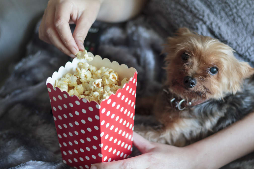 yorkie and some popcorn