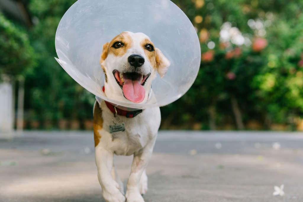 dog wearing a cone after surgery