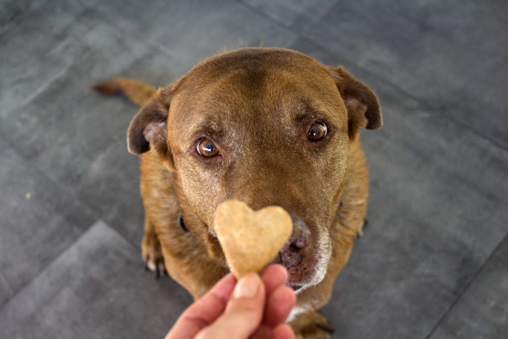 dog looking at a heart shaped treat