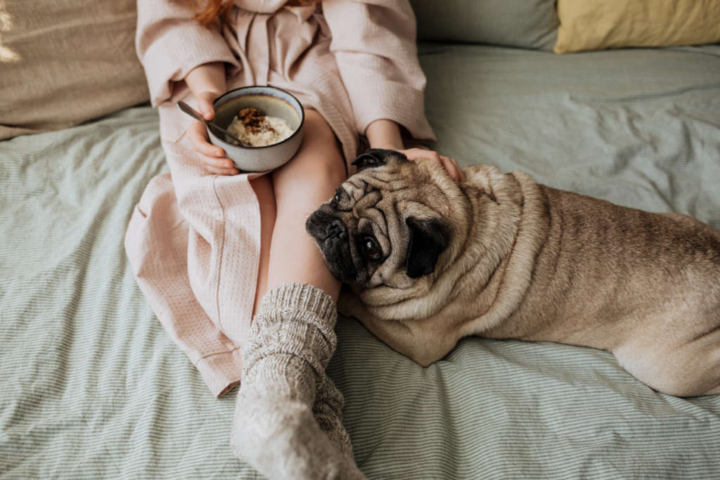 pug with its owner who is eating oatmeal