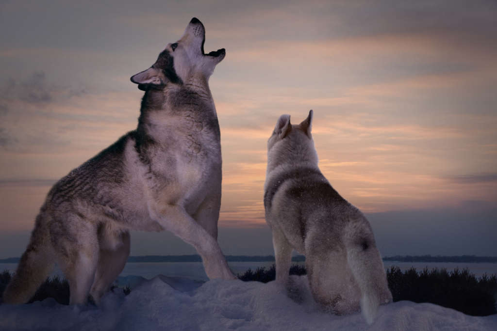 wolves howling in the snow
