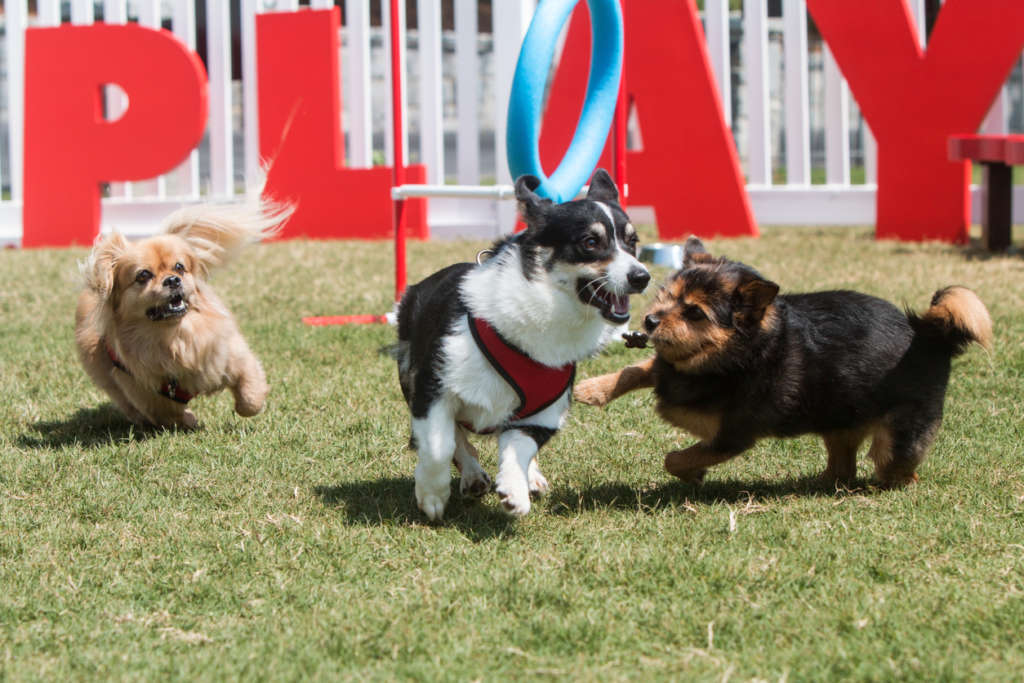 dogs running around in a play area