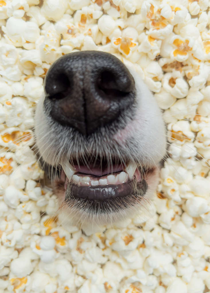 dogs nose emerging from a pile of popcorn