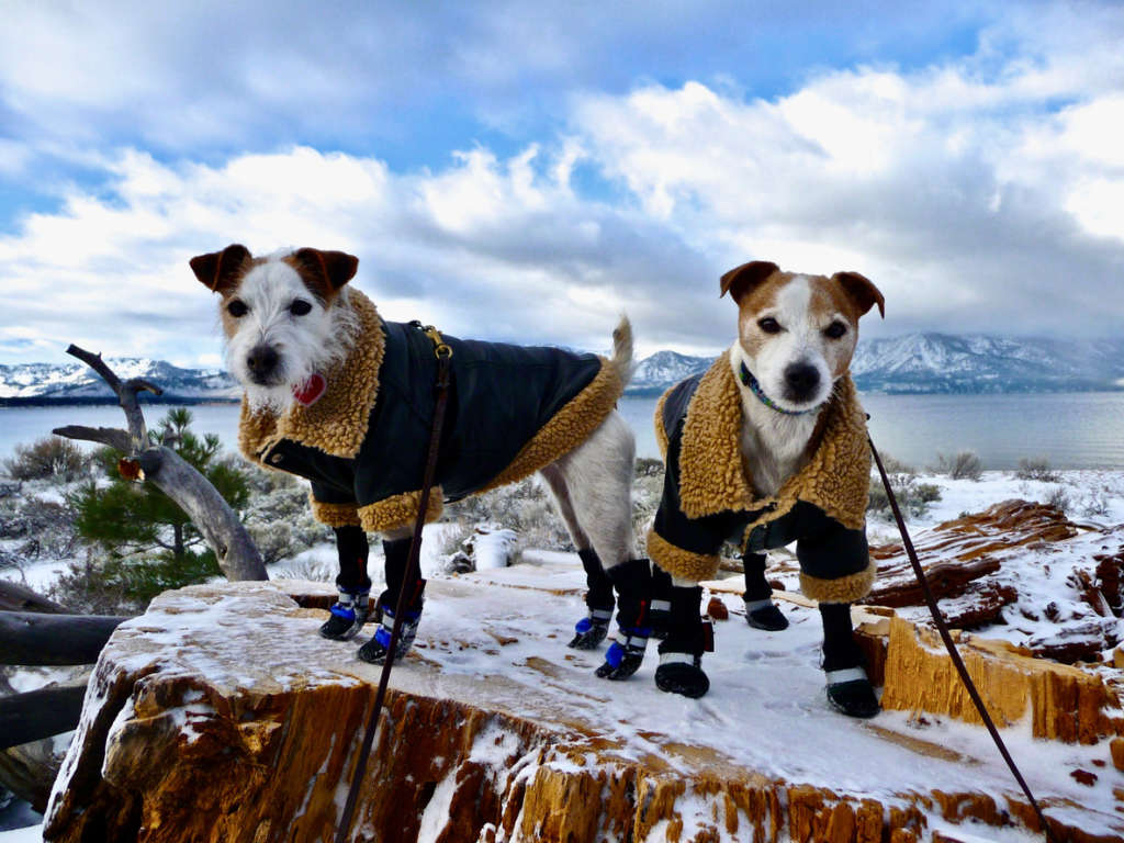 two dogs in full winter gear
