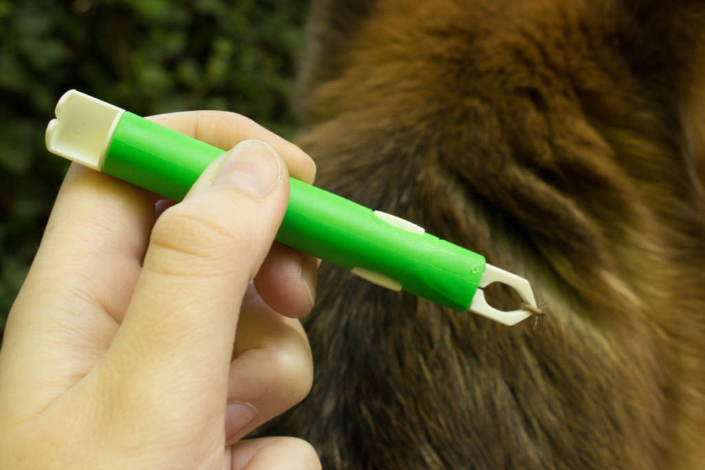 a tool to remove a tick from a dog