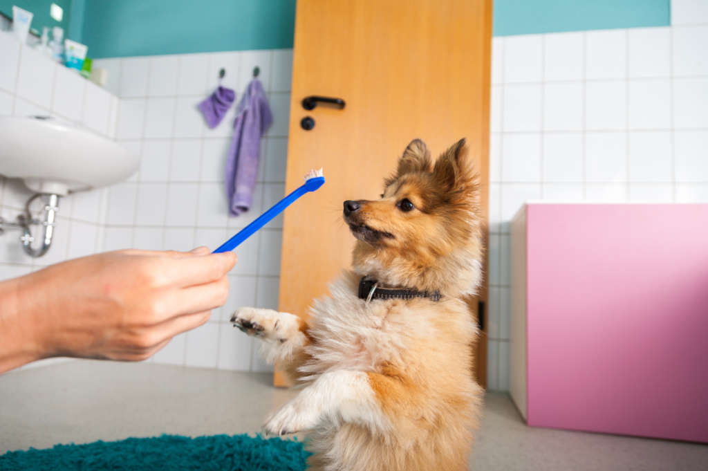 dog on back legs looking at toothbrush