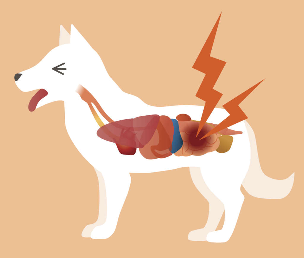 a graphic of a dog with an intestinal blockage