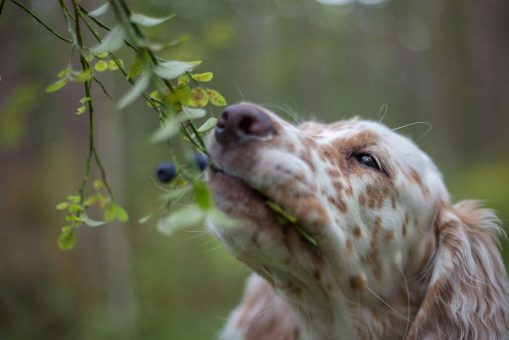 dog chewing on a blueberry bush