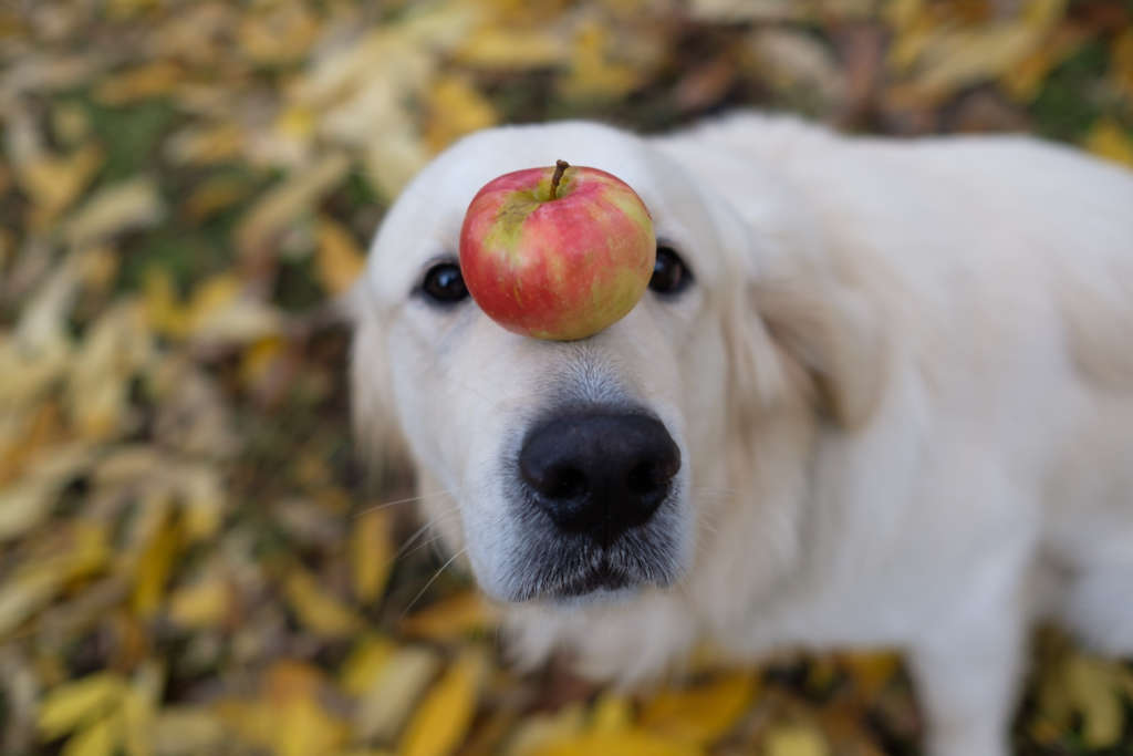 dog with an apple on its nose