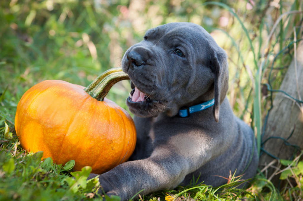 dog trying to eat a pumpkin