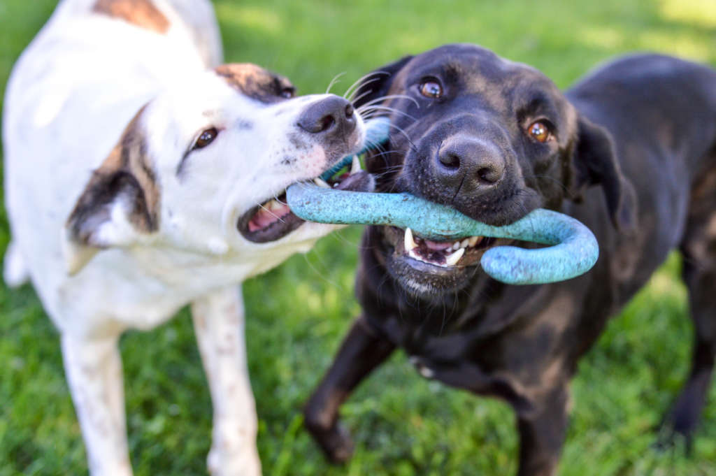 two dogs playing tug of war with a toy