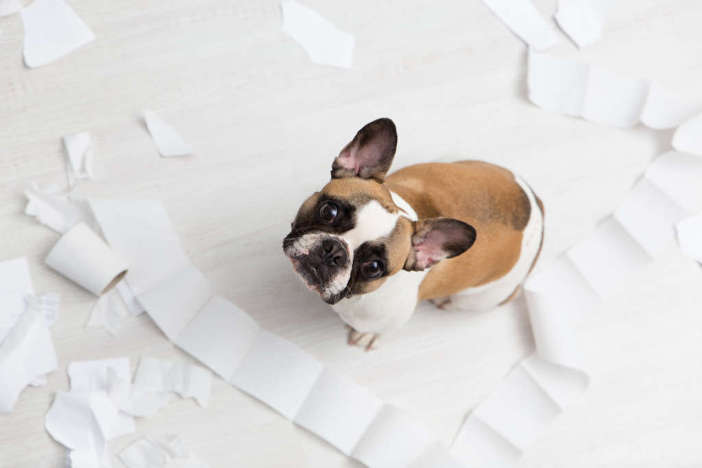 a small french bulldog with unraveled toilet paper