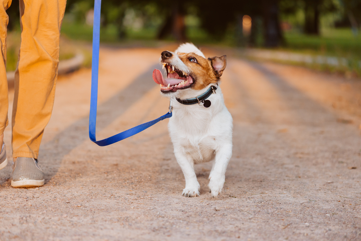 What Is Leash Reactivity In Dogs? How to Train it Away BARK Post