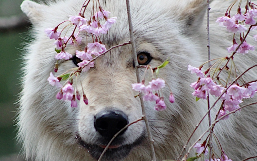 a wolf posing behind some pink flowers