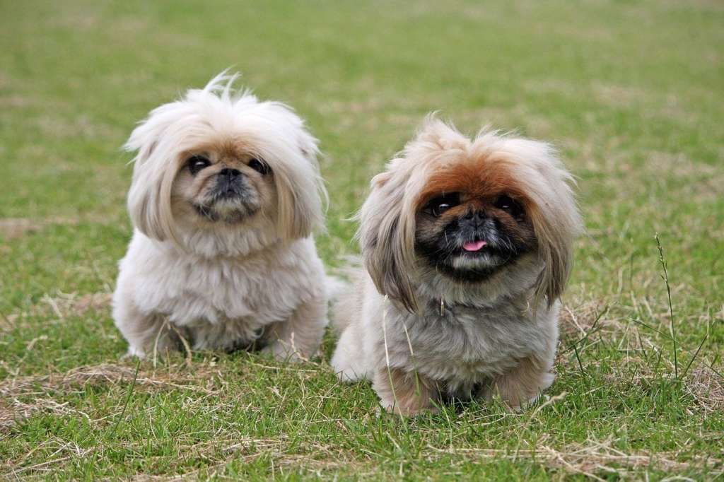 Two pekingese dogs on the grass