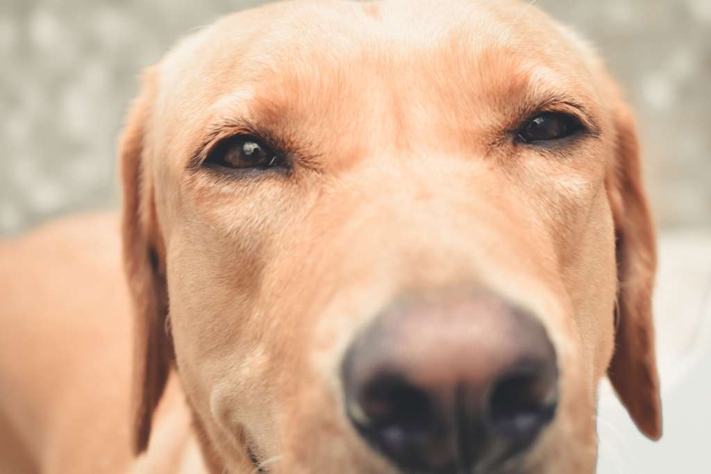 a dog's face very close to the camera